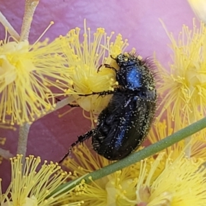 Heteronyx dimidiatus at O'Connor, ACT - 20 Sep 2022 12:42 PM