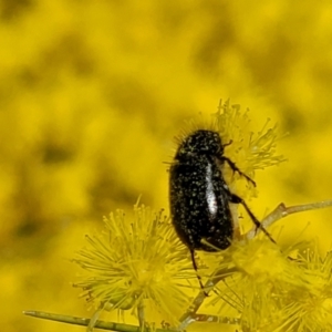 Heteronyx dimidiatus at O'Connor, ACT - 20 Sep 2022 12:42 PM