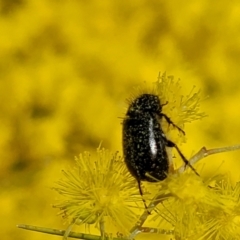 Heteronyx sp. (genus) at O'Connor, ACT - 20 Sep 2022