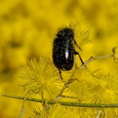 Heteronyx dimidiatus at O'Connor, ACT - 20 Sep 2022 12:42 PM