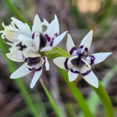 Wurmbea dioica subsp. dioica (Early Nancy) at O'Connor, ACT - 20 Sep 2022 by trevorpreston