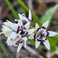 Wurmbea dioica subsp. dioica at O'Connor, ACT - 20 Sep 2022