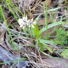 Wurmbea dioica subsp. dioica at O'Connor, ACT - 20 Sep 2022 12:50 PM