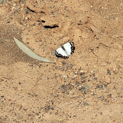 Belenois java (Caper White) at O'Connor, ACT - 20 Sep 2022 by trevorpreston