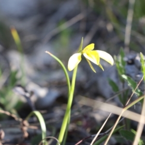 Diuris chryseopsis at Tralee, NSW - 20 Sep 2022