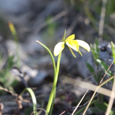 Diuris chryseopsis (Golden Moth) at Tralee, NSW - 20 Sep 2022 by jamesjonklaas