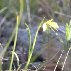 Diuris chryseopsis at Tralee, NSW - 20 Sep 2022