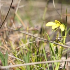 Diuris chryseopsis at Tralee, NSW - 20 Sep 2022