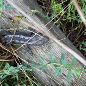 Amphibolurus muricatus at Watson, ACT - 20 Sep 2022