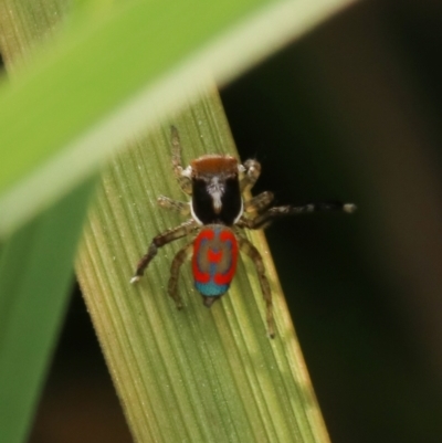 Maratus pavonis (Dunn's peacock spider) at Stromlo, ACT - 20 Sep 2022 by amiessmacro