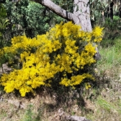 Acacia boormanii (Snowy River Wattle) at Bruce Ridge - 20 Sep 2022 by trevorpreston