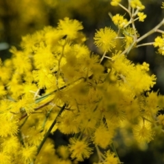 Acacia boormanii at O'Connor, ACT - 20 Sep 2022