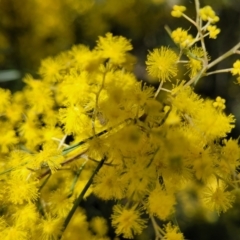 Acacia boormanii at O'Connor, ACT - 20 Sep 2022