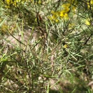 Acacia boormanii at O'Connor, ACT - 20 Sep 2022