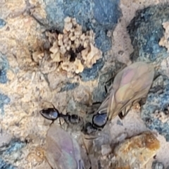 Unidentified Ant (Hymenoptera, Formicidae) (TBC) at Macgregor, ACT - 20 Sep 2022 by trevorpreston