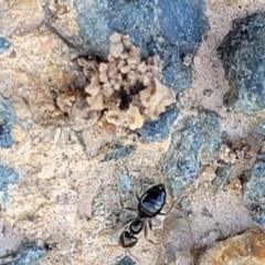 Formicidae (family) at Macgregor, ACT - 20 Sep 2022 03:46 PM