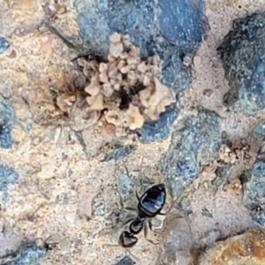 Formicidae (family) at Macgregor, ACT - 20 Sep 2022