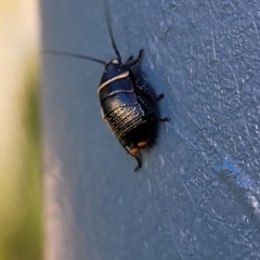 Ellipsidion sp. (genus) (A diurnal cockroach) at Holt, ACT - 20 Sep 2022 by trevorpreston