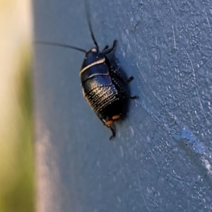 Ellipsidion sp. (genus) at Holt, ACT - 20 Sep 2022 03:56 PM