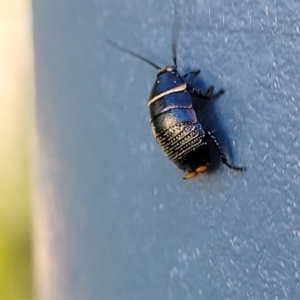 Ellipsidion sp. (genus) at Holt, ACT - 20 Sep 2022