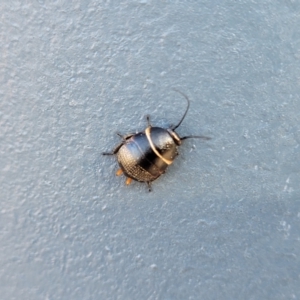 Ellipsidion sp. (genus) at Holt, ACT - 20 Sep 2022 03:56 PM