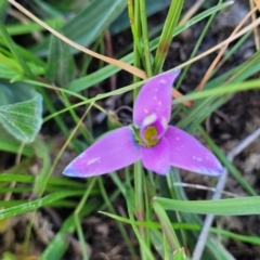 Romulea rosea var. australis (Onion Grass) at Jarramlee-West MacGregor Grasslands - 20 Sep 2022 by trevorpreston