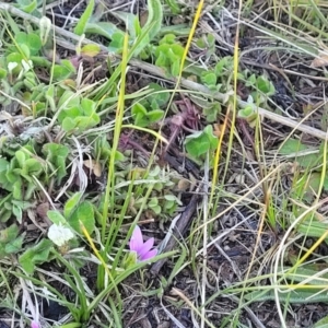 Romulea rosea var. australis at Macgregor, ACT - 20 Sep 2022