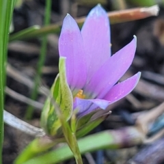 Romulea rosea var. australis at Macgregor, ACT - 20 Sep 2022