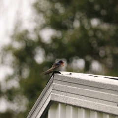 Hirundo neoxena (Welcome Swallow) at Maydena, TAS - 12 Sep 2022 by Rixon