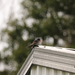 Hirundo neoxena (Welcome Swallow) at suppressed by Rixon