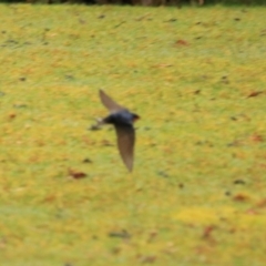 Hirundo neoxena at Maydena, TAS - 13 Sep 2022