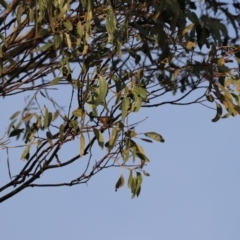 Acanthorhynchus tenuirostris (Eastern Spinebill) at Maydena, TAS - 12 Sep 2022 by Rixon