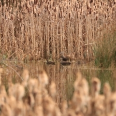 Anas superciliosa (Pacific Black Duck) at Maydena, TAS - 13 Sep 2022 by Rixon