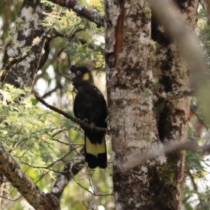 Zanda funerea at Maydena, TAS - 13 Sep 2022 12:27 PM