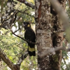 Zanda funerea (Yellow-tailed Black-Cockatoo) at Maydena, TAS - 13 Sep 2022 by Rixon