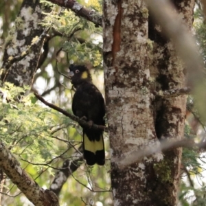 Calyptorhynchus funereus (Yellow-tailed Black-Cockatoo) at Maydena, TAS by Rixon