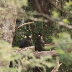 Zanda funerea at Maydena, TAS - 13 Sep 2022 12:27 PM