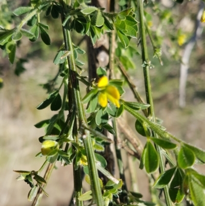 Genista monspessulana (Cape Broom, Montpellier Broom) at Tuggeranong Hill - 20 Sep 2022 by VeraKurz