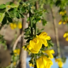 Genista monspessulana at Theodore, ACT - 20 Sep 2022