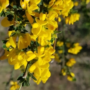 Genista monspessulana at Theodore, ACT - 20 Sep 2022