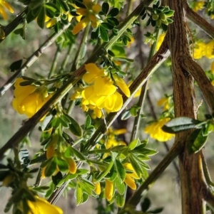 Genista monspessulana at Theodore, ACT - 20 Sep 2022