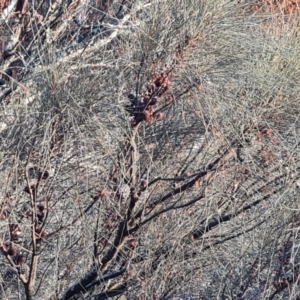 Allocasuarina verticillata at Isaacs, ACT - 20 Sep 2022