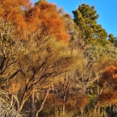 Allocasuarina verticillata at Isaacs, ACT - 20 Sep 2022