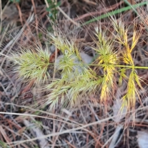 Vulpia sp. at Isaacs, ACT - 20 Sep 2022