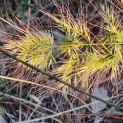 Vulpia sp. at Isaacs, ACT - 20 Sep 2022