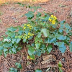 Berberis aquifolium (Oregon Grape) at Isaacs, ACT - 20 Sep 2022 by Mike