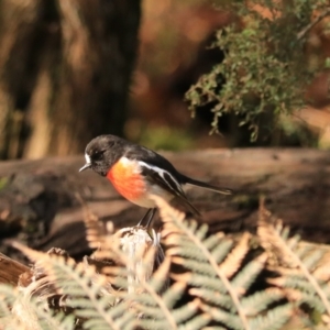 Petroica boodang at Maydena, TAS - 13 Sep 2022