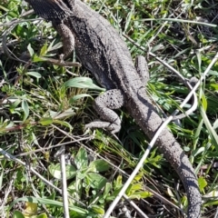 Pogona barbata (Eastern Bearded Dragon) at Tuggeranong Hill - 20 Sep 2022 by VeraKurz