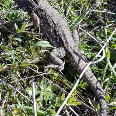 Pogona barbata (Eastern Bearded Dragon) at Theodore, ACT - 20 Sep 2022 by VeraKurz