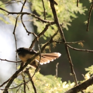 Rhipidura albiscapa at Maydena, TAS - 13 Sep 2022 12:40 PM